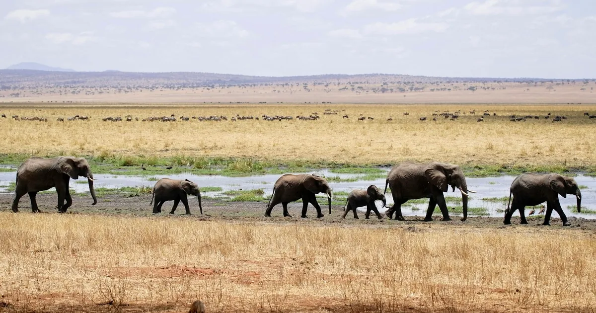 15 Facts About the African Elephant: Giant of the Savanna