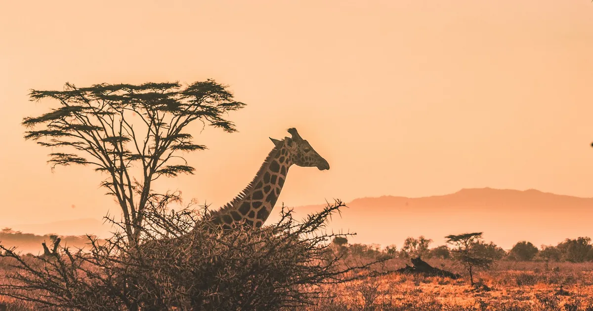 10 Facts About the Giraffe: The Tallest Animal on Earth
