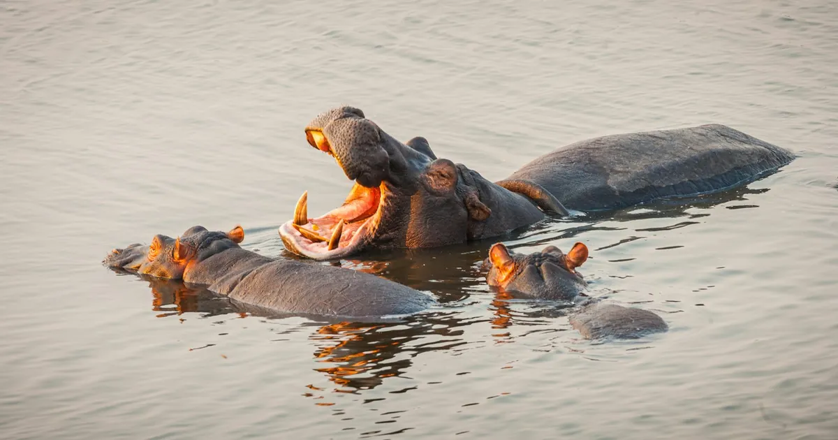 12 Facts About the Hippopotamus: Africa's Most Dangerous Mammal