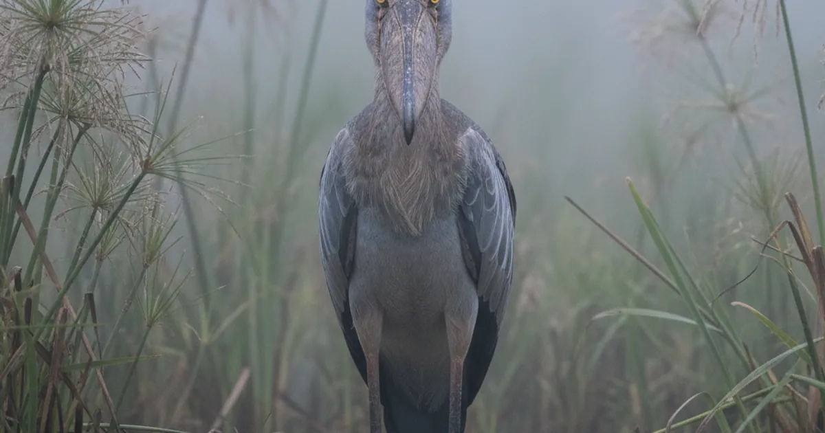 The Shoebill: 12 Extraordinary Facts About Africa's Most Bizarre Bird