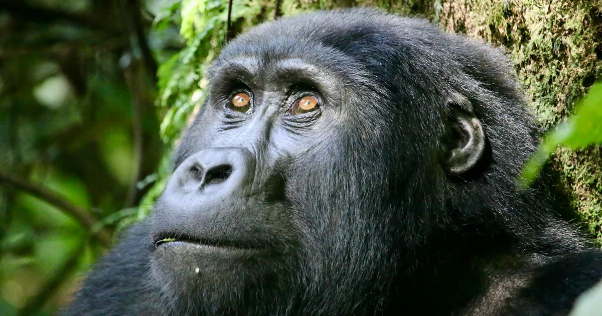 Gorillas vs Chimpanzees: Africa's Great Apes Compared