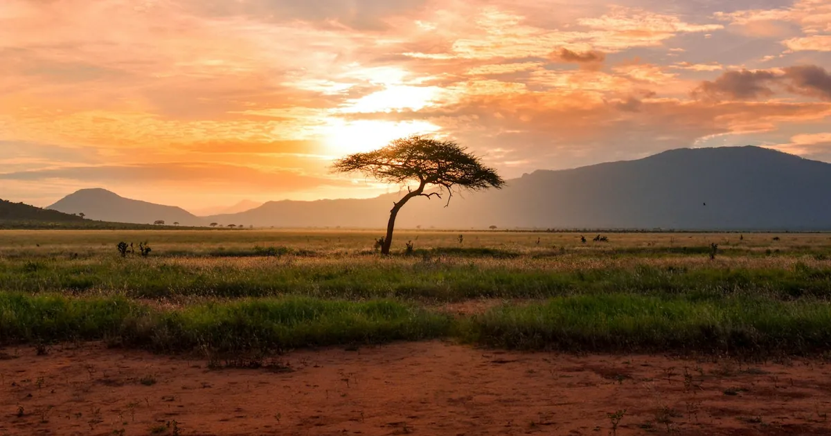 Solo Safari Travel: Is It Safe and How to Do It