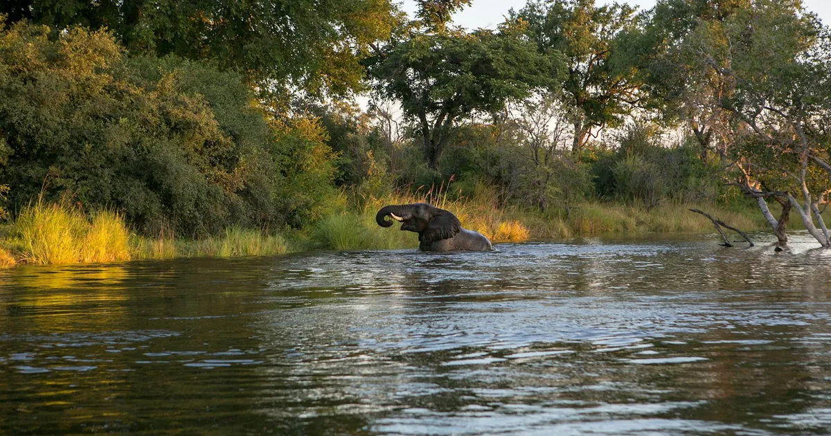 South Luangwa: Home of the Walking Safari