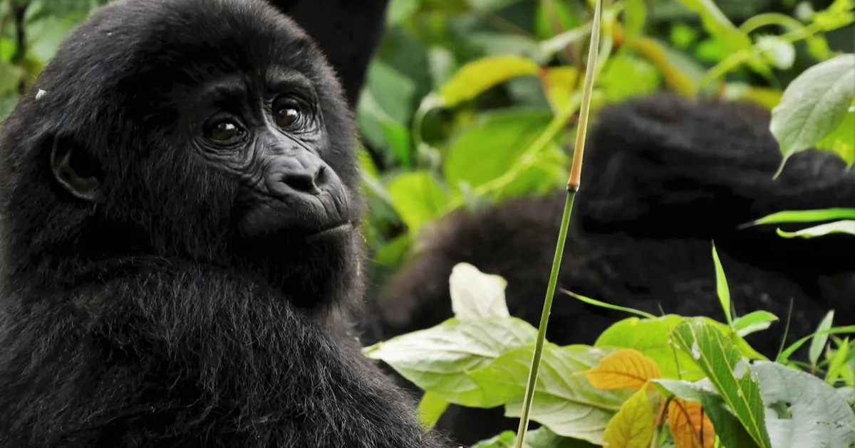 Uganda Gorilla Trekking: The Complete Guide