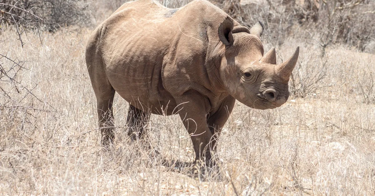 Safari in Kilitome Community Conservancy