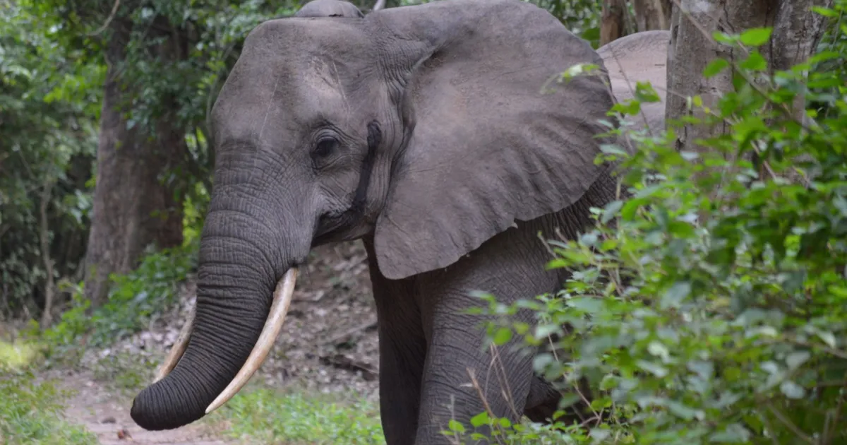 Safari in Moivaro Forest
